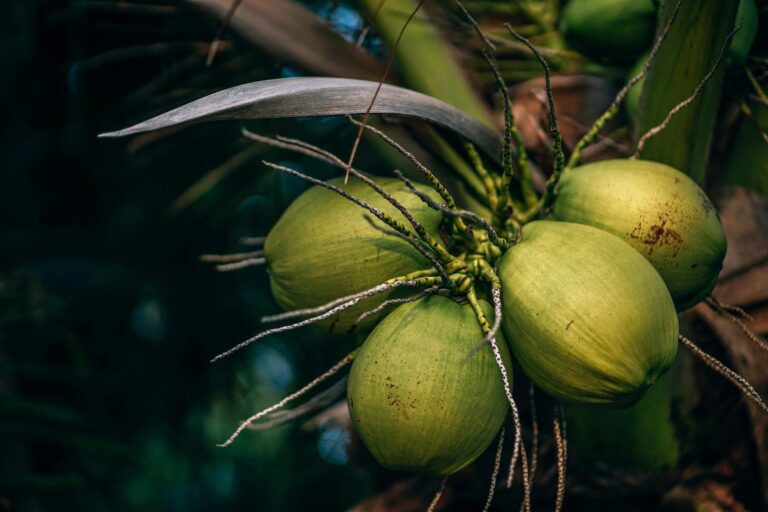 Close-up view of green coconuts on a palm tree in Ko Pha-ngan, Thailand, showcasing tropical flora.